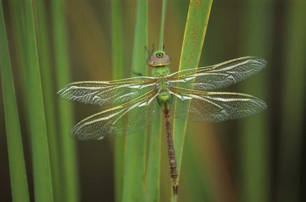 Green Darner dragonfly on Reeds